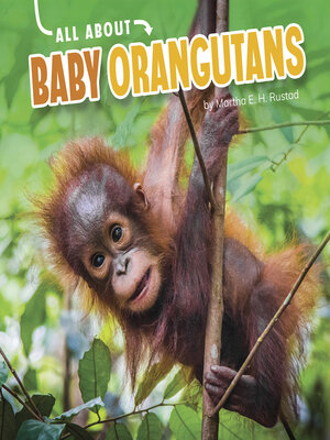 cover image of All About Baby Orangutans